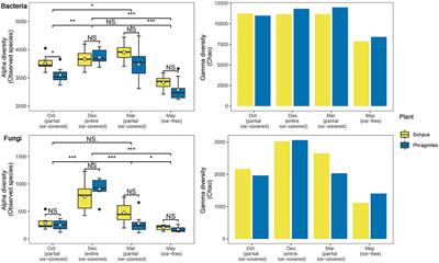 Rhizosphere Soil Microbial Community Under Ice in a High-Latitude Wetland: Different Community Assembly Processes Shape Patterns of Rare and Abundant Microbes